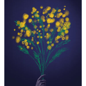 Mimosa étoilé